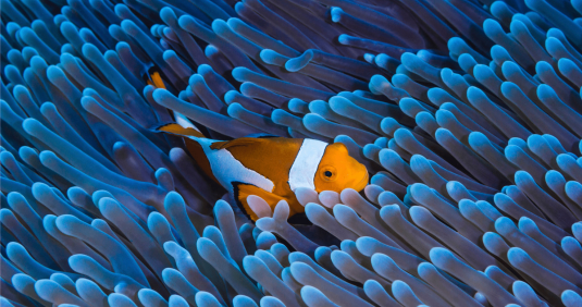 A vibrant clownfish shelters among the swaying tentacles of a blue anemone, captured during an Underwater Photography Workshop on a Penda Photo Tour.
