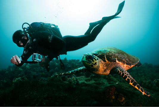 A scuba diver with an action camera swims alongside a sea turtle above a vibrant coral reef, captured during an Underwater Photography Workshop on a Penda Photo Tour.