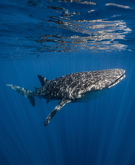A gentle whale shark glides beneath sunlit waters near the surface, a highlight sighting during an Underwater Photography Workshop on a Penda Photo Tour.