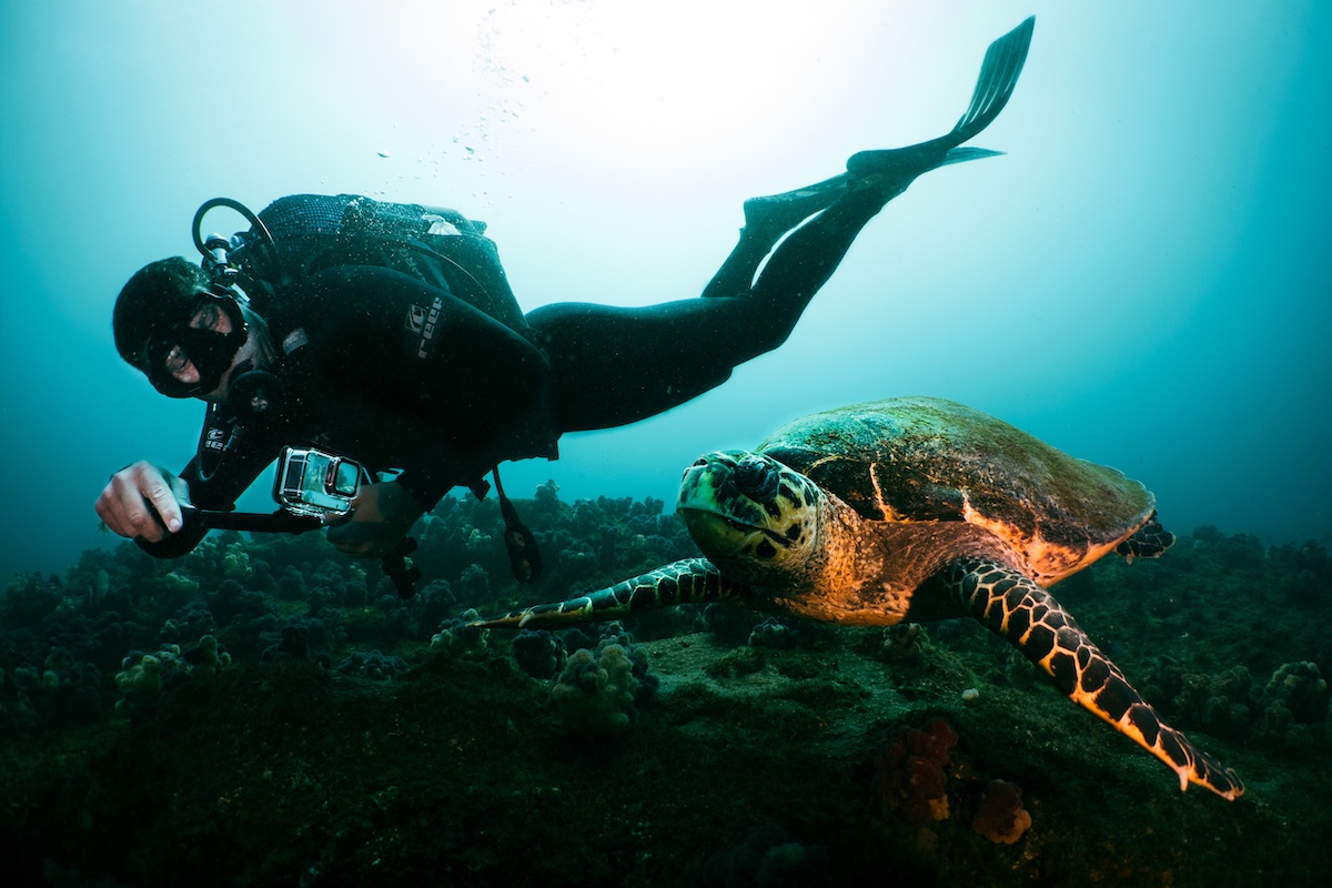 Diver with camera next to a sea turtle