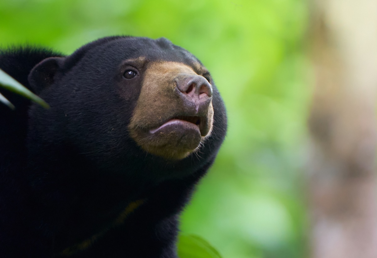 A sun bear looks up in the jungle