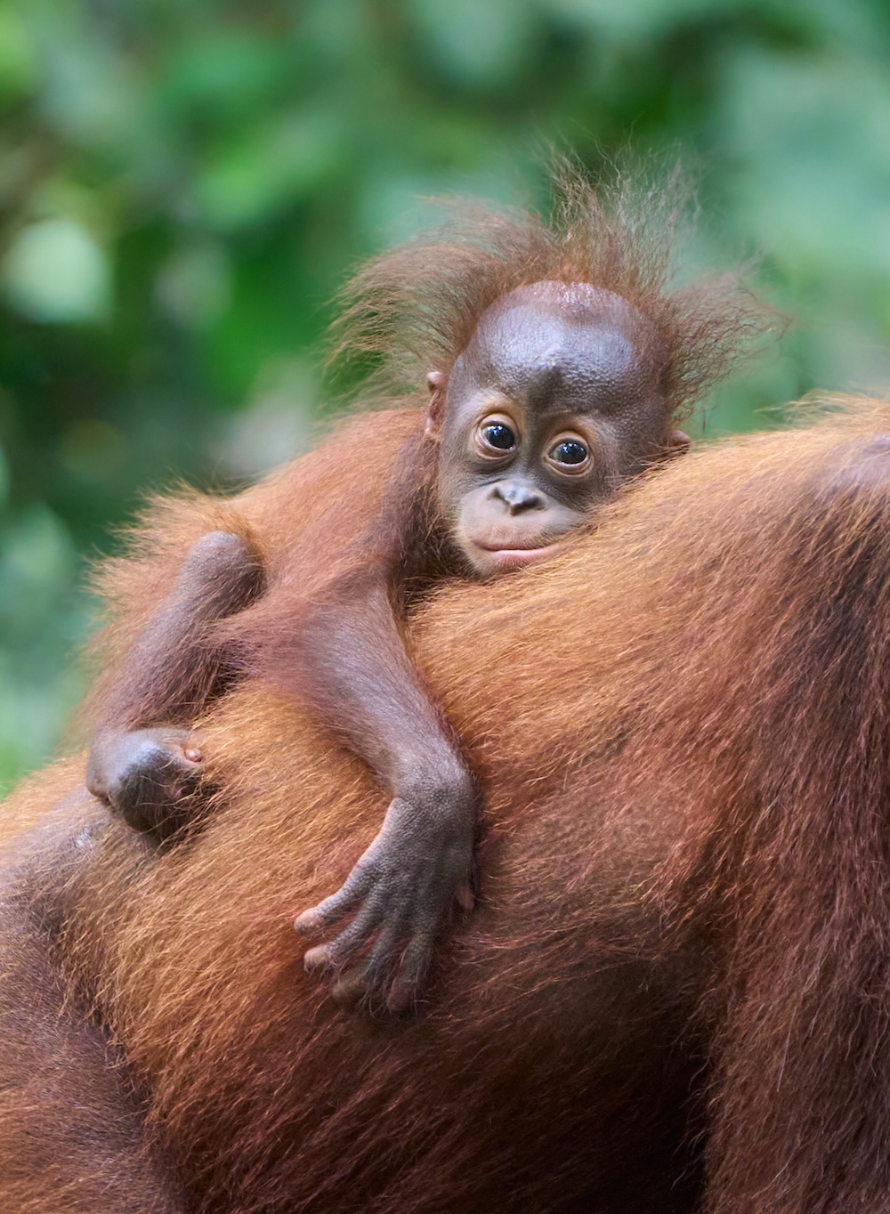 A baby orangutan hugs its mother and looks at the camera