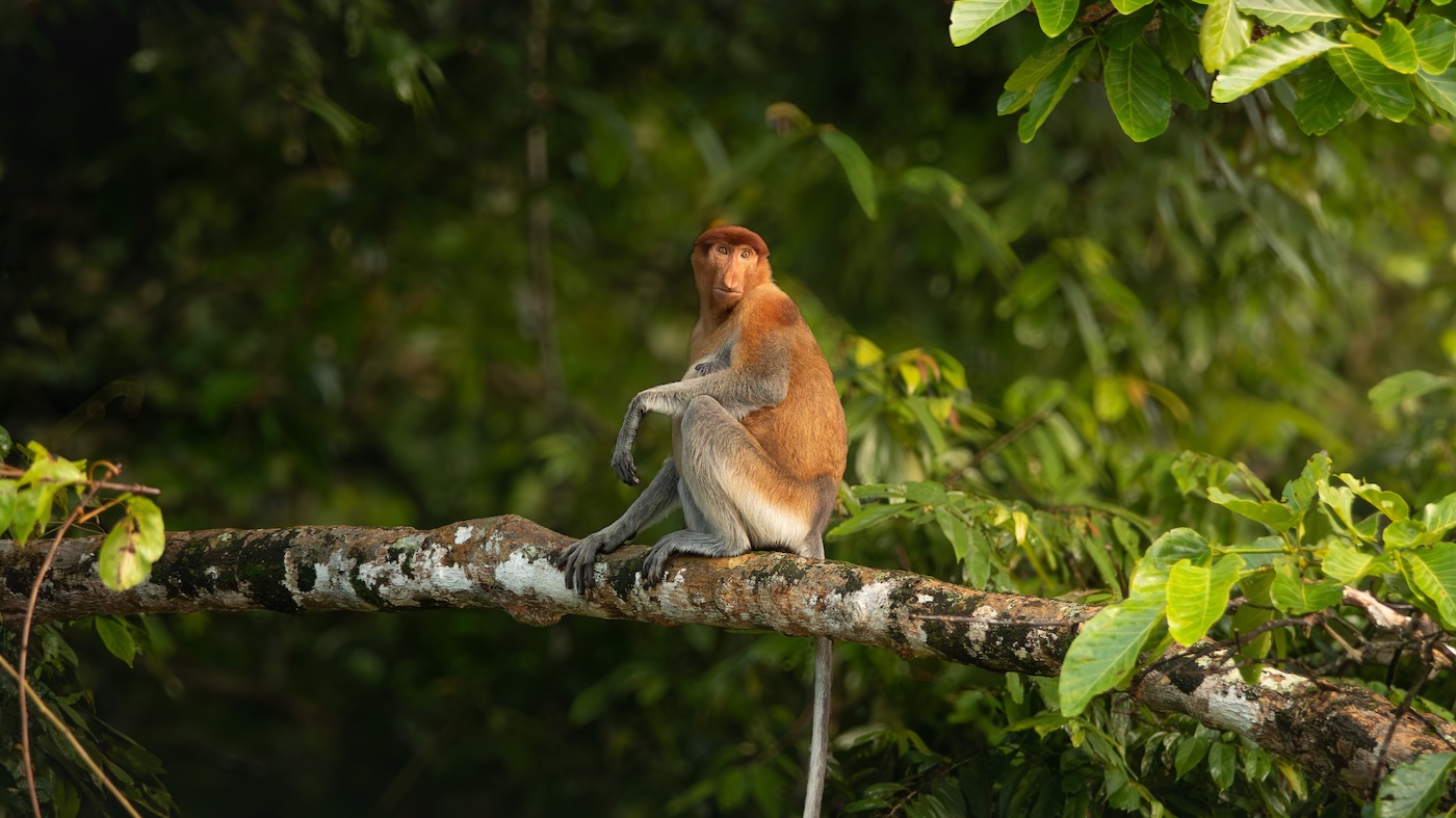 A proboscis monkey sits on a branch, looking calmly
