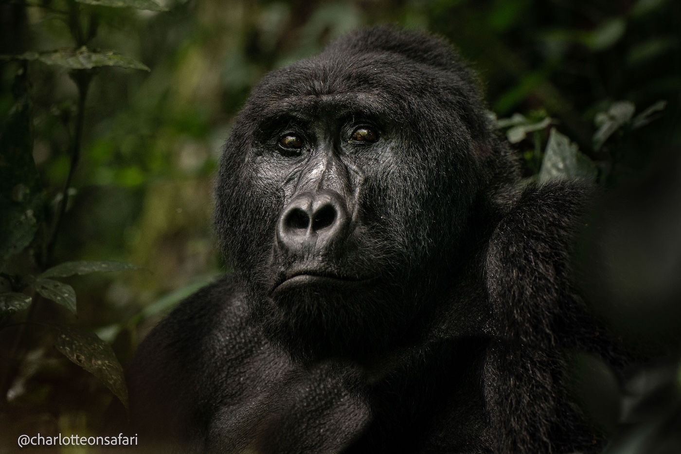 A gorilla sits in the forest, calmly looking ahead
