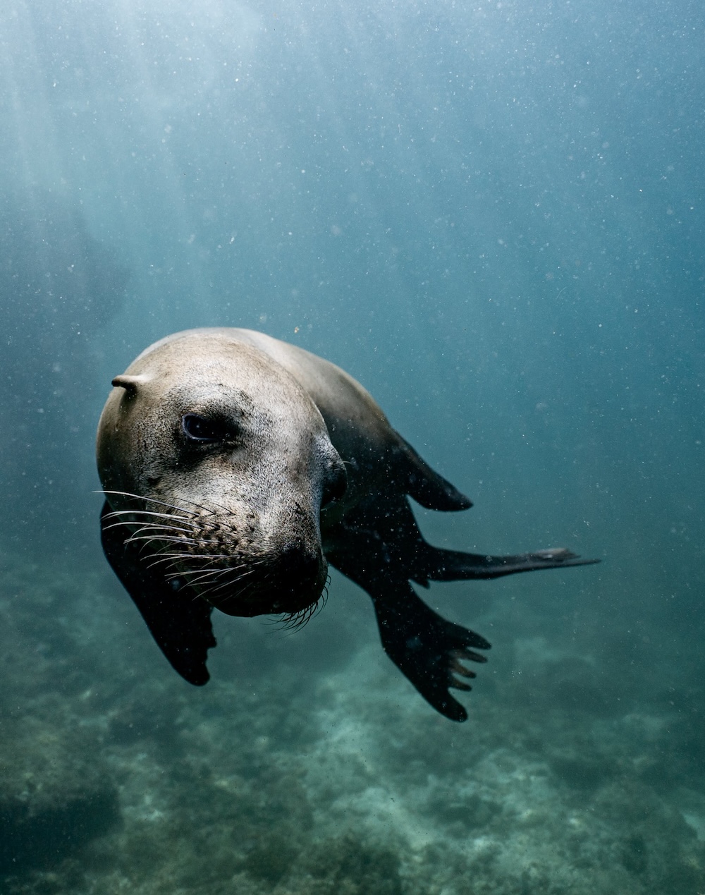 underwater photography course South Africa