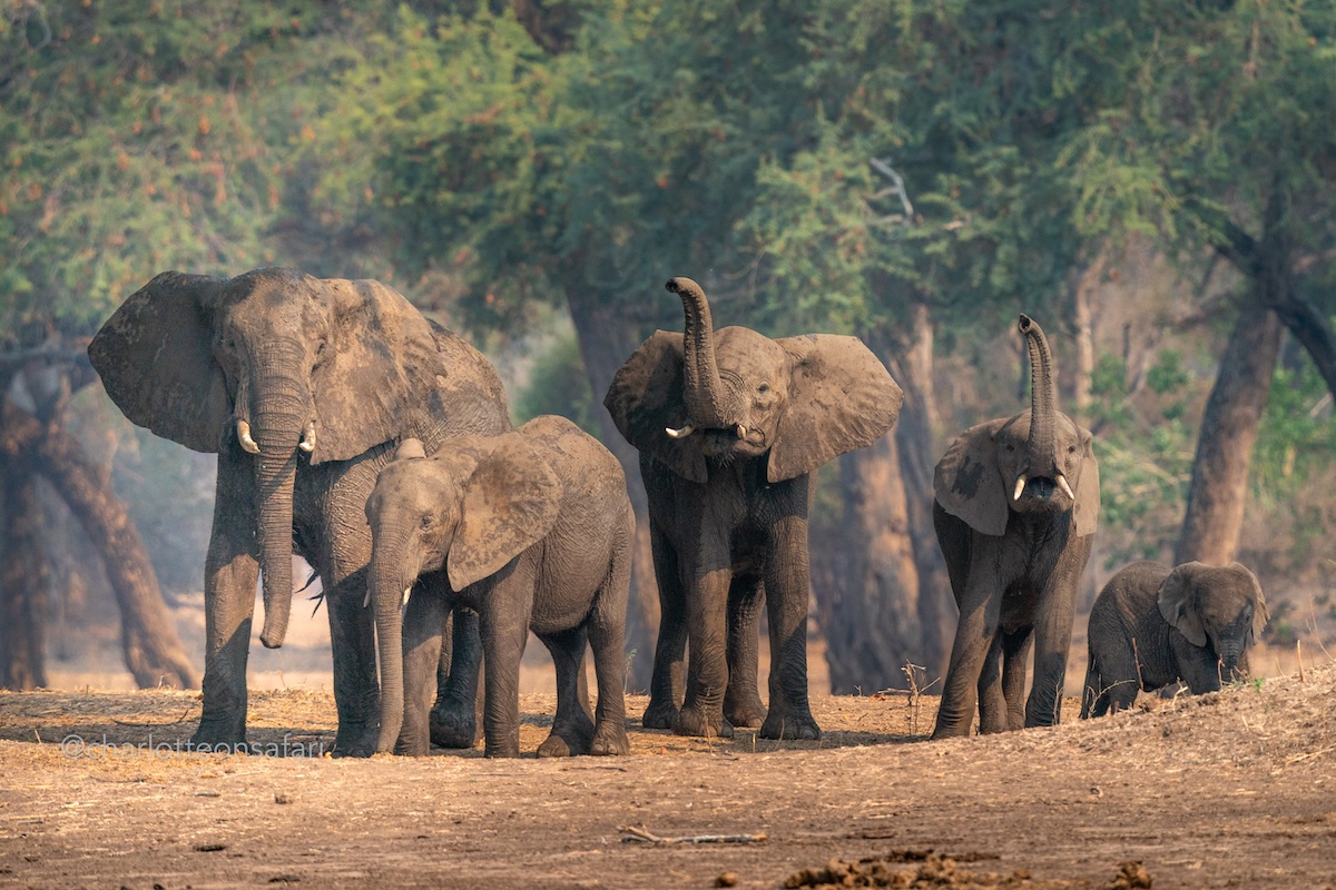 elephants by Charlotte Arthun