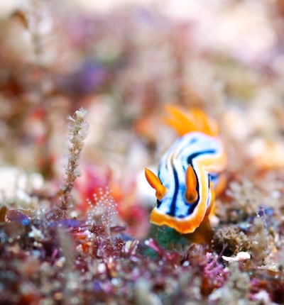 underwater photography course