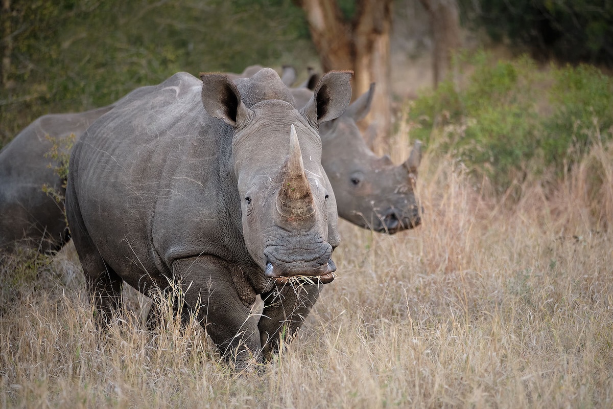 Two rhinos standing in tall grass