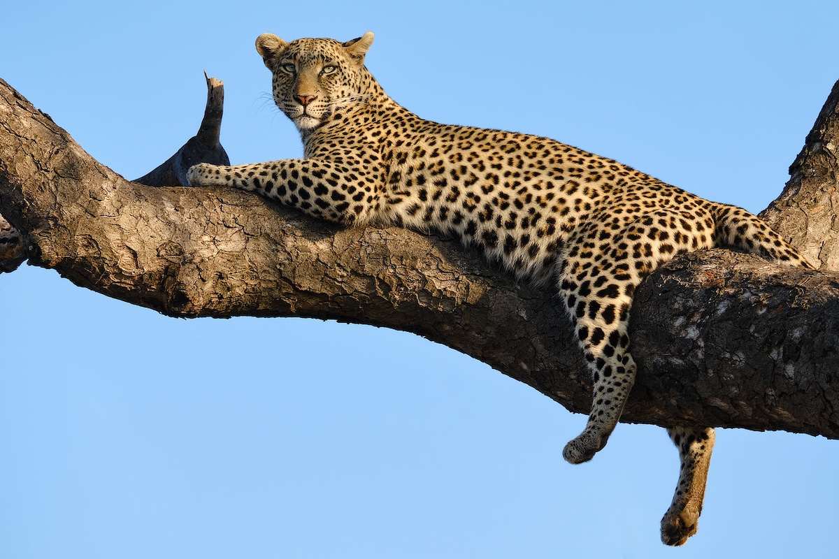 Leopard lying on a tree branch, facing forward
