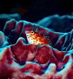 A colourful spotted hawkfish resting among vivid pink and purple coral, captured during an Underwater Photography Workshop on a Penda Photo Tour
