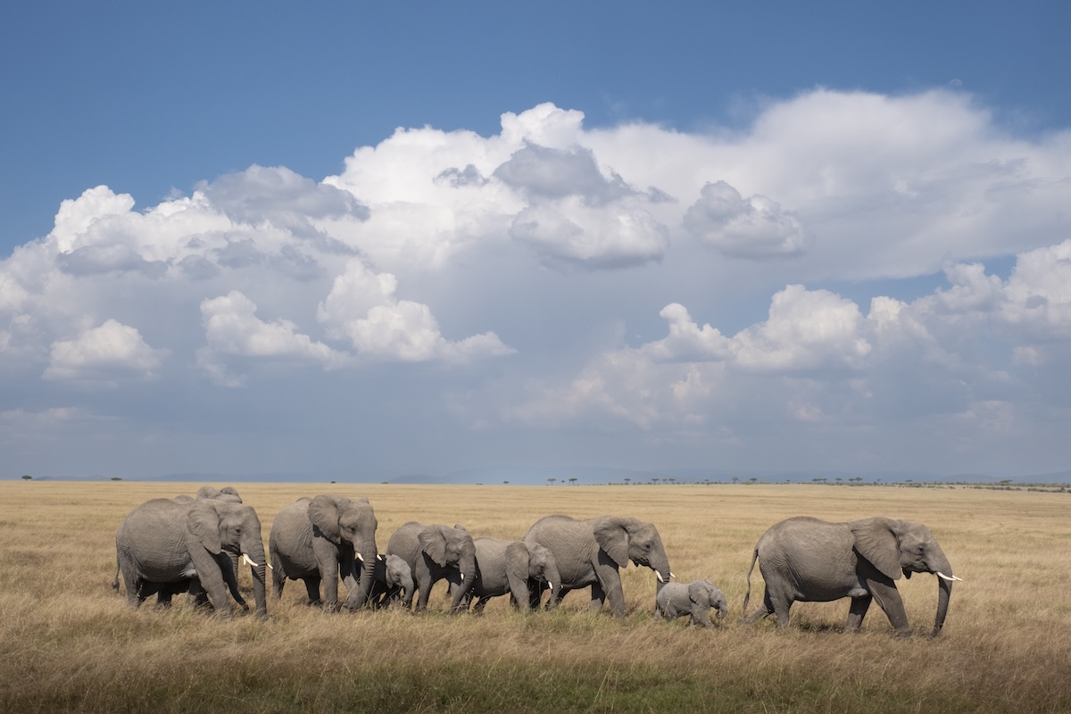 elephants