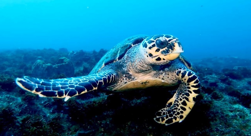 underwater photography course