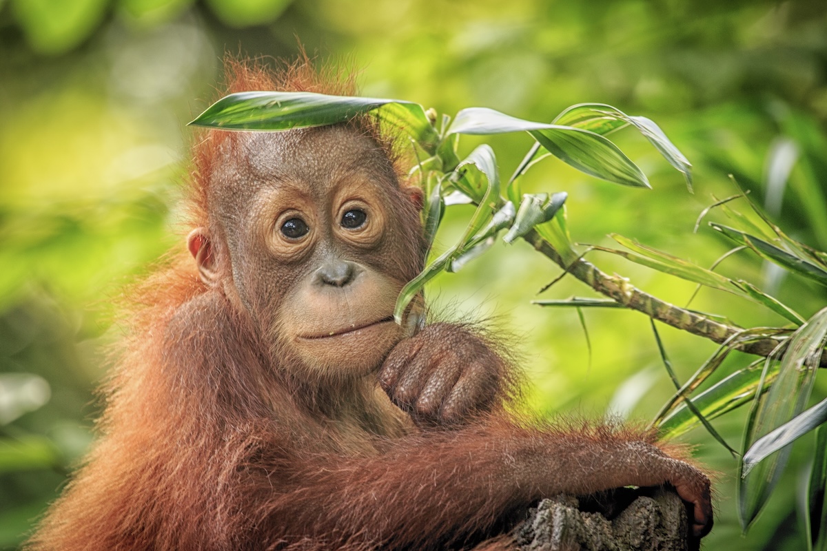 A young orangutan rests by some leaves, looking curious