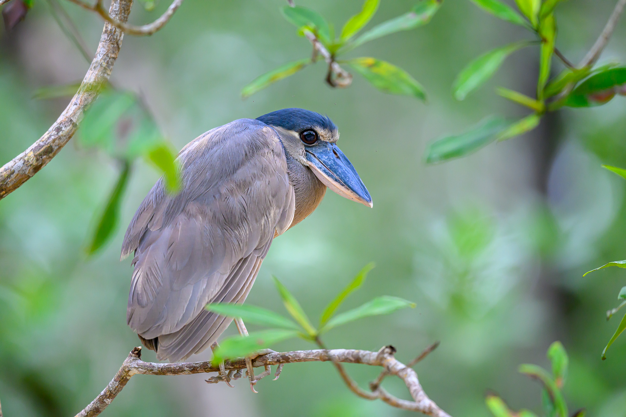 A boat-billed heron perched on a branch