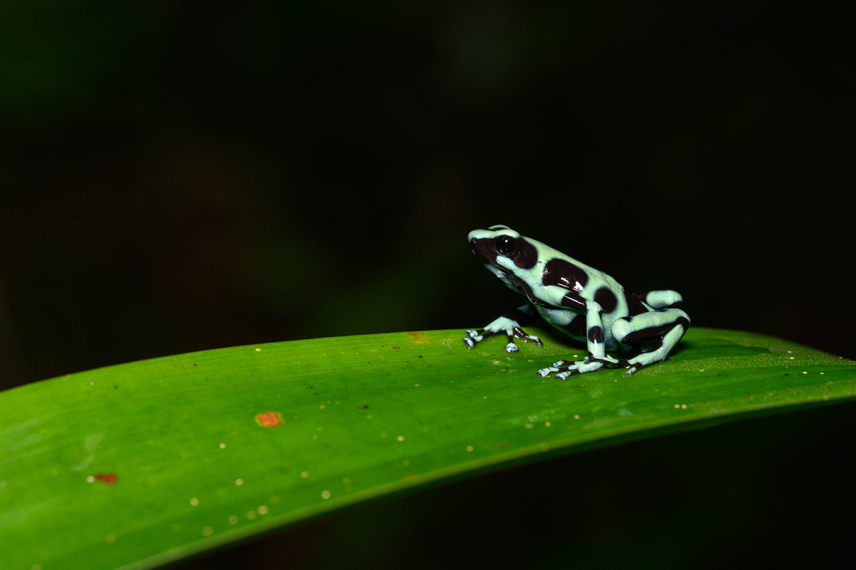 A green and black poison dart frog on a leaf