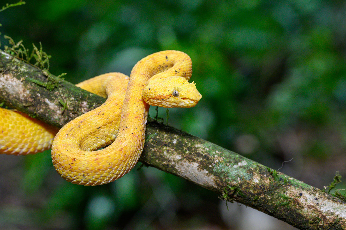 A bright yellow eyelash viper coiled on a branch