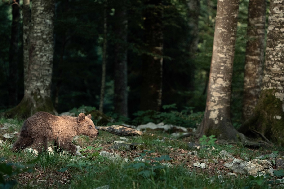 bear photography Slovenia