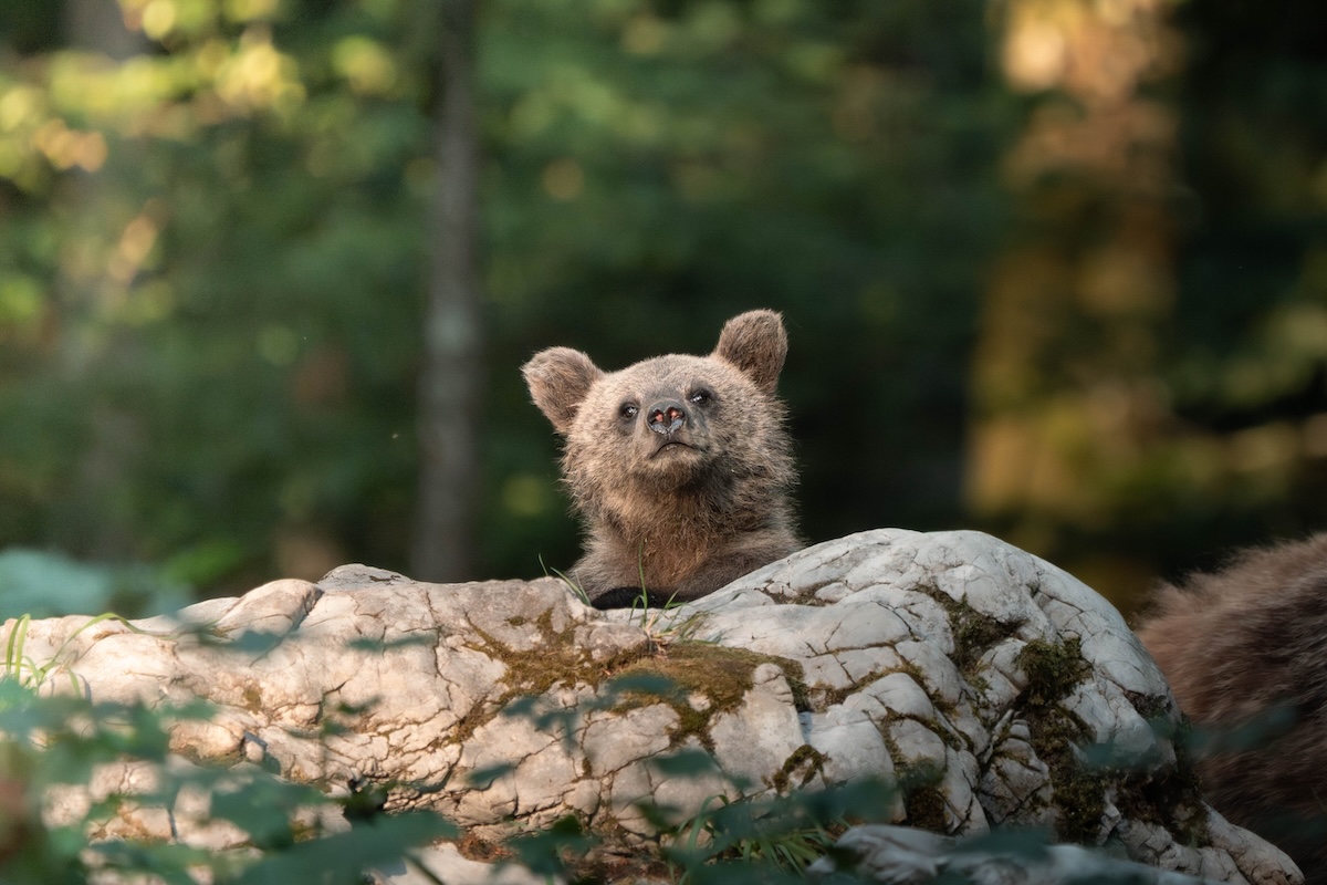 Slovenia bear photography
