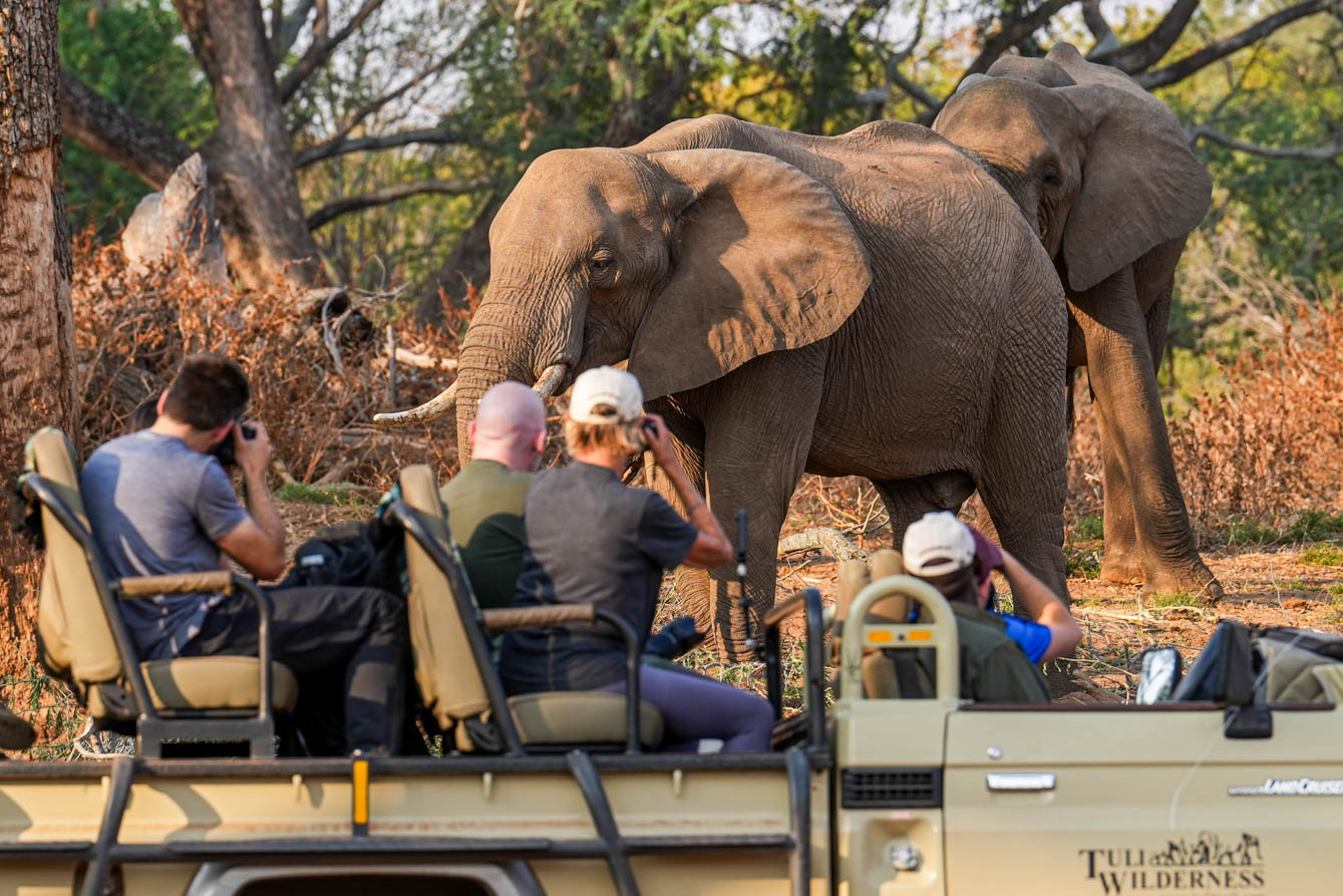 photographers in a vehicle taking photo of elephants