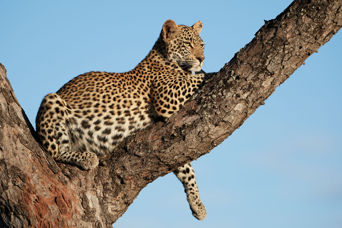 a cheetah laying on a tree trunk