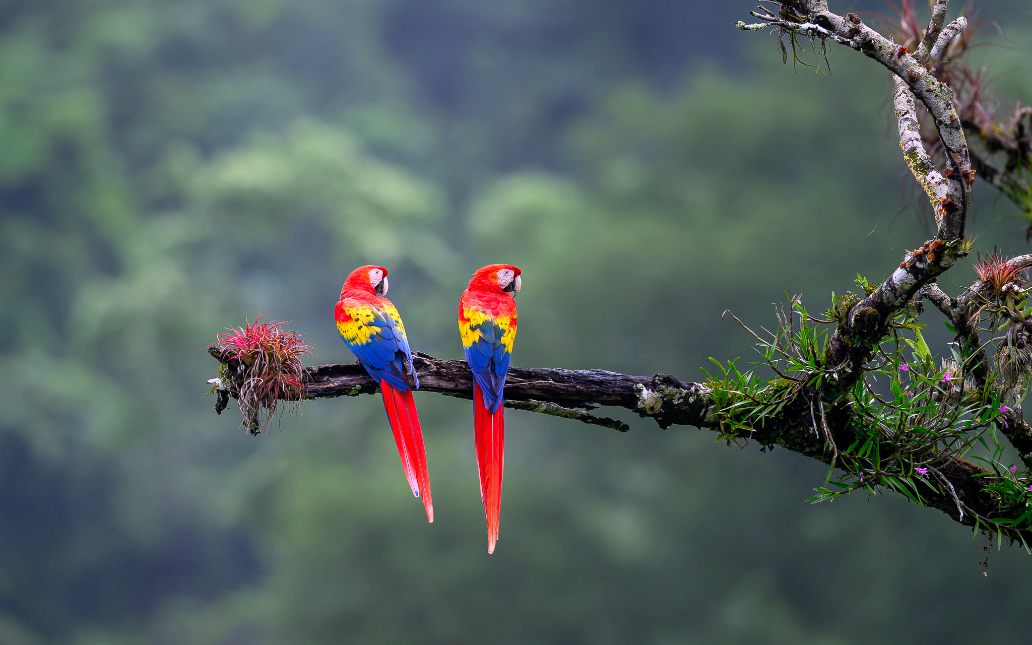 Two scarlet macaws sitting on a branch in the rainforest