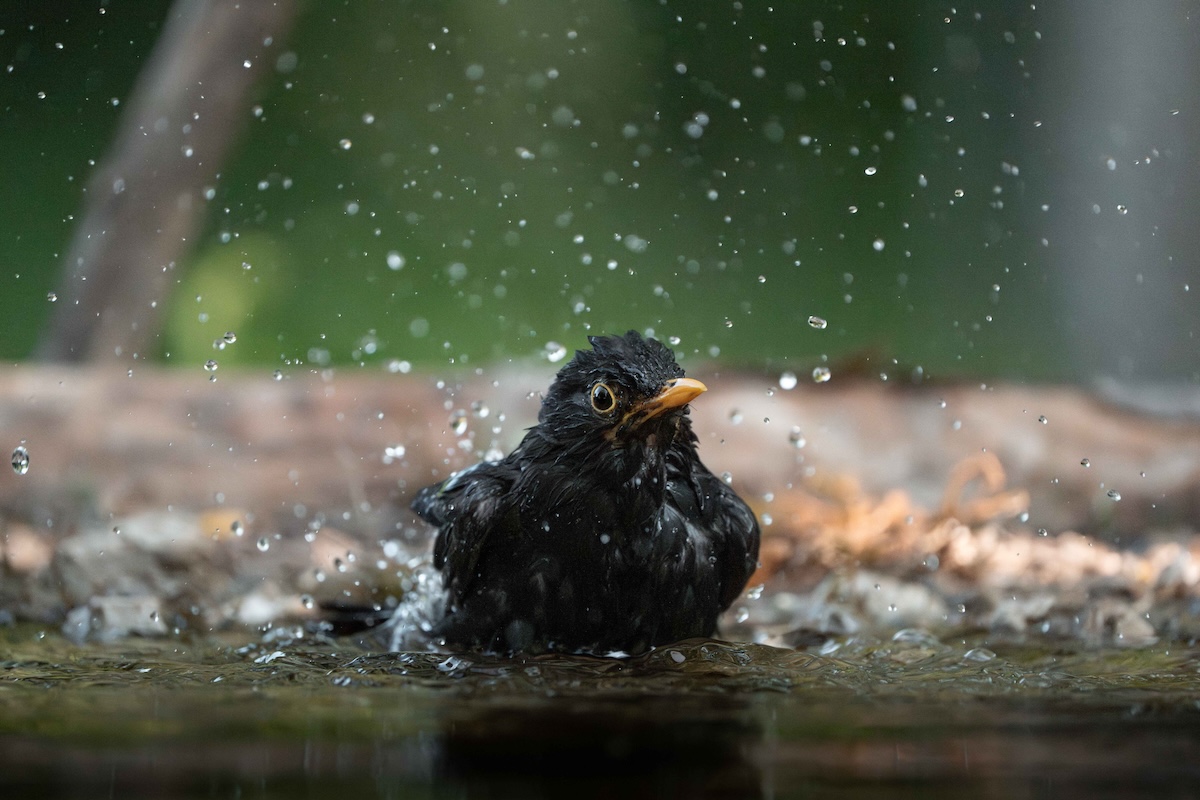 black bird