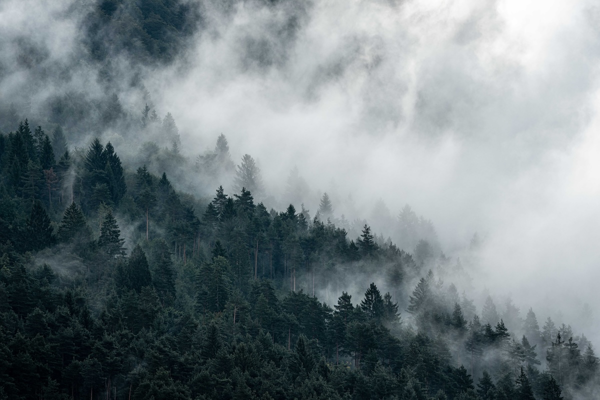 Slovenia forest