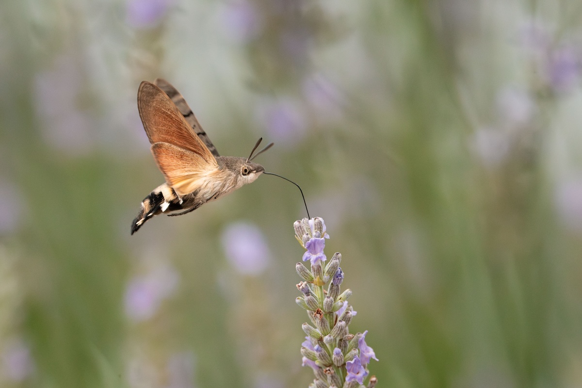moth slovenia