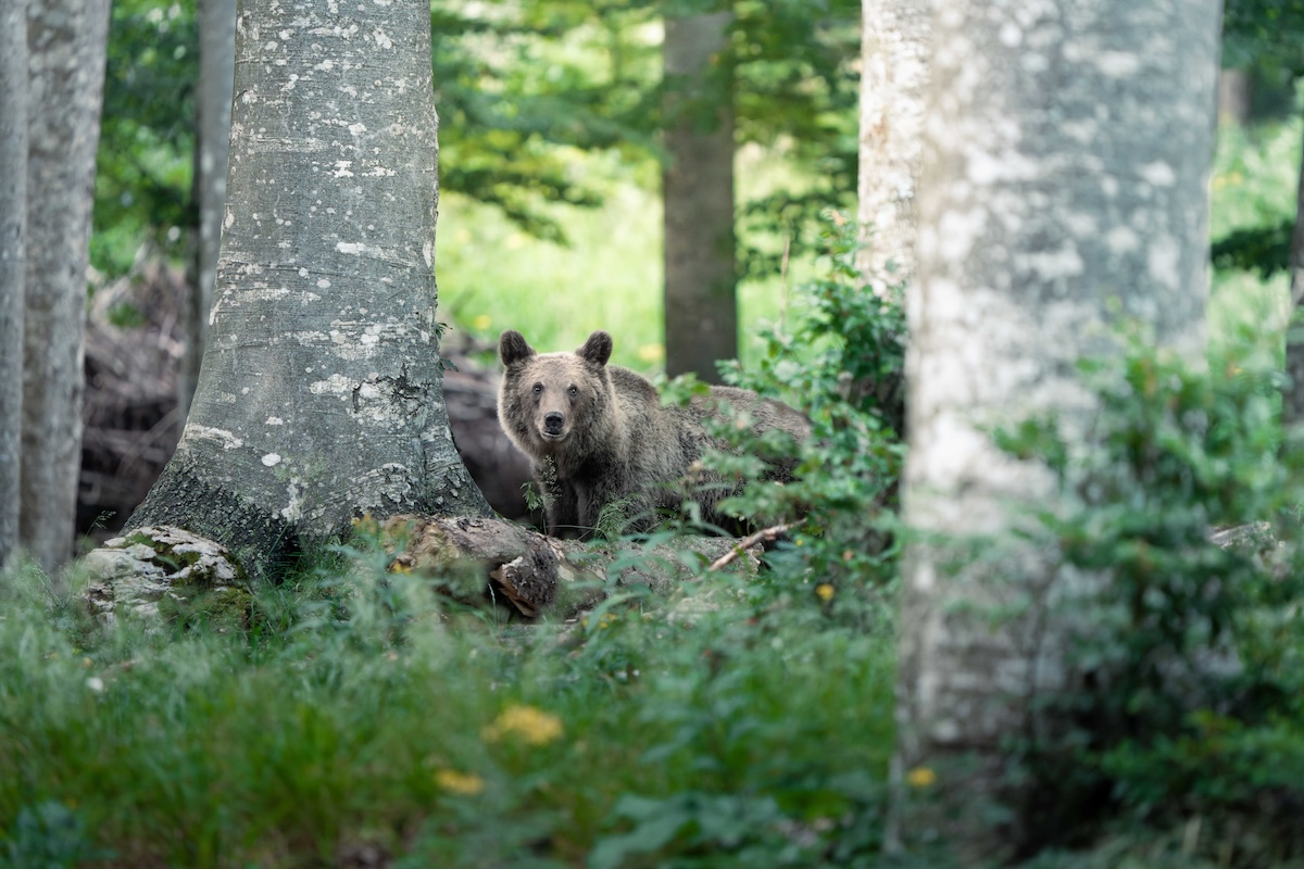 A bear peeking out from behind tree trunks in a lush green forest