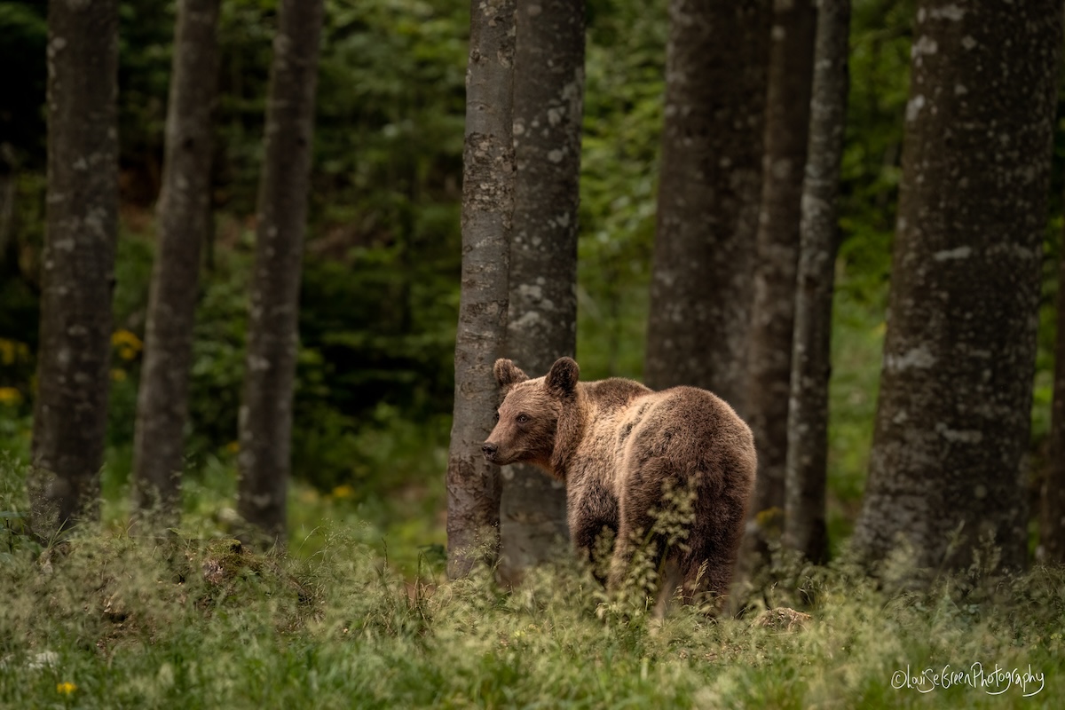 Slovenia bear photography
