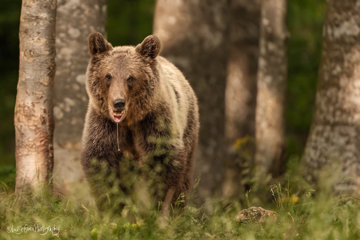 Slovenia bear photography