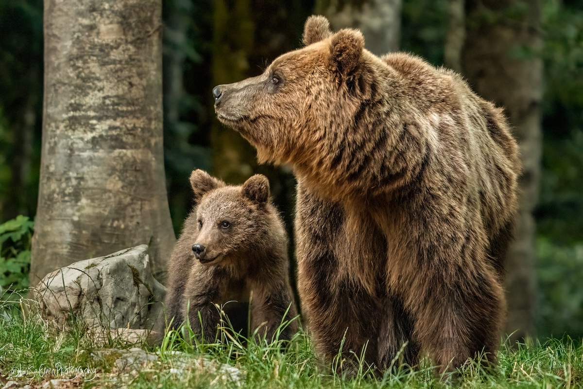 Slovenia bear photography