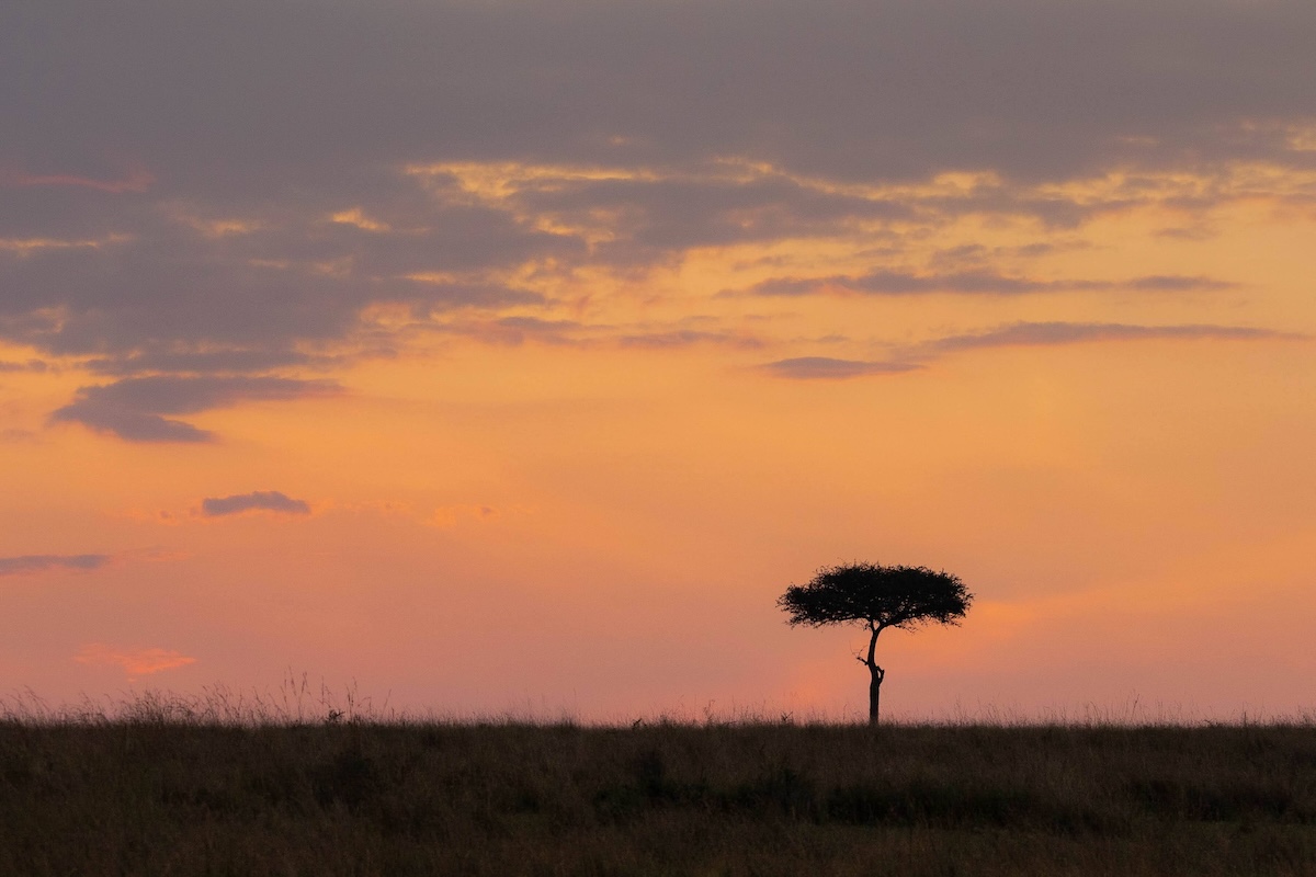 Maasai Mara photo safari