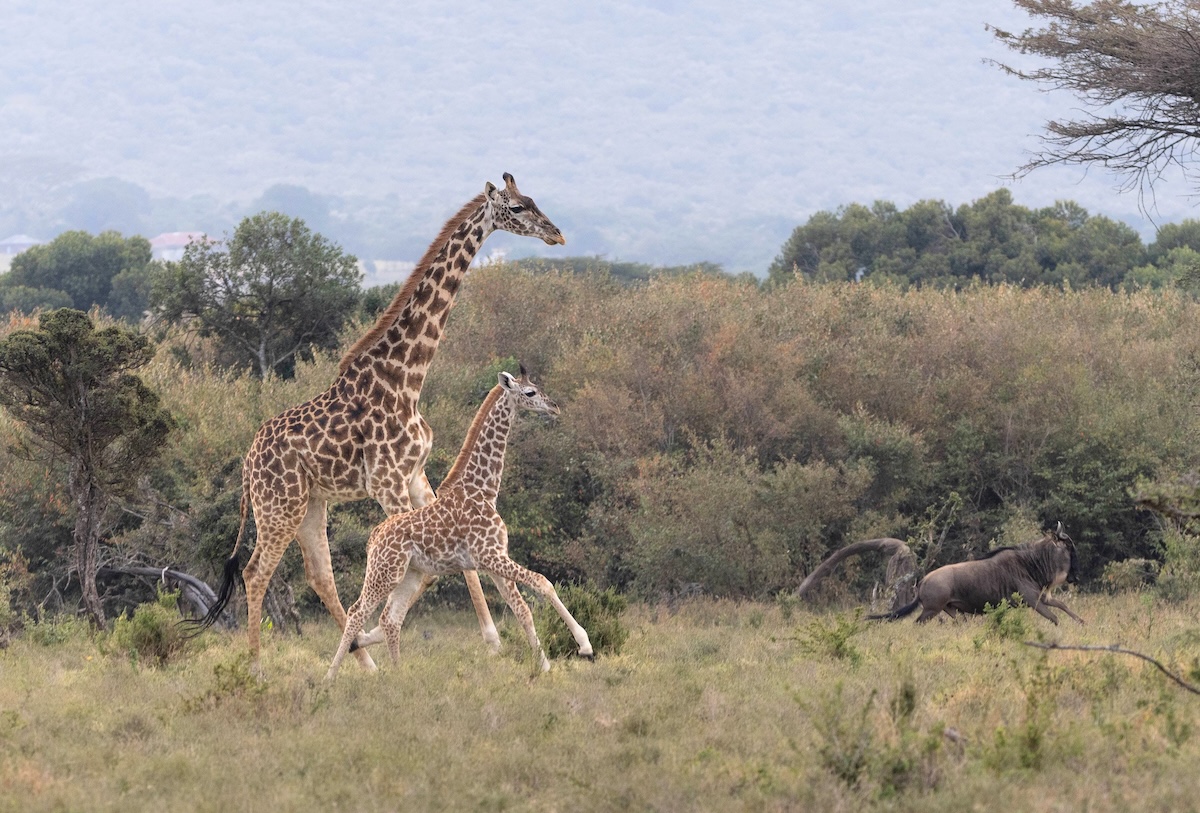 Maasai Mara photo safari