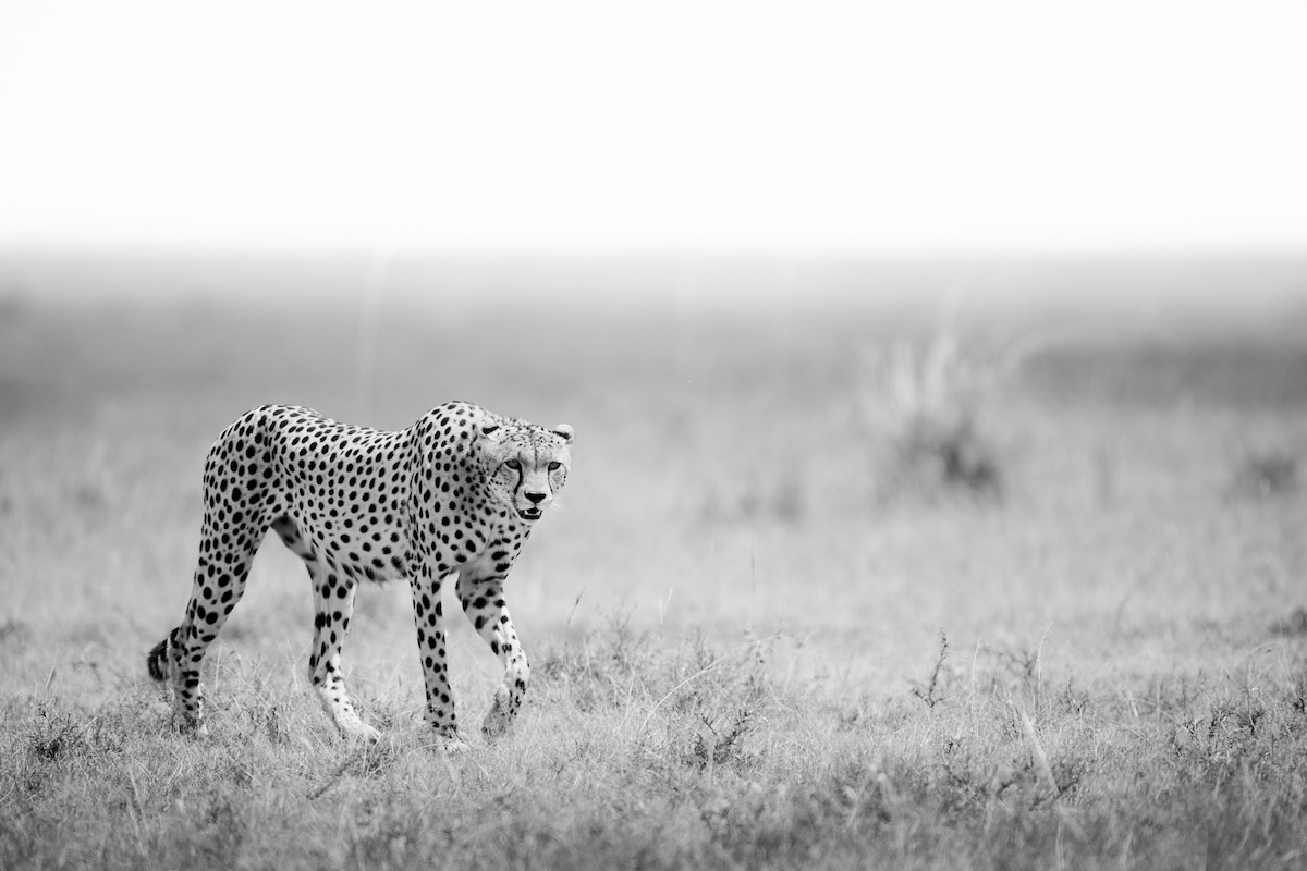 Maasai Mara photo safari, cheetah