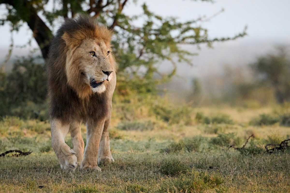 Maasai Mara photo safari, lion