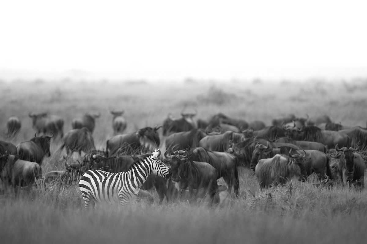 Maasai Mara photo safari