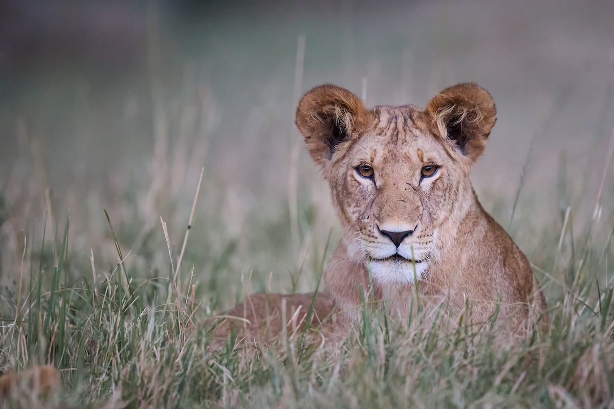 Maasai Mara photo safari, lion