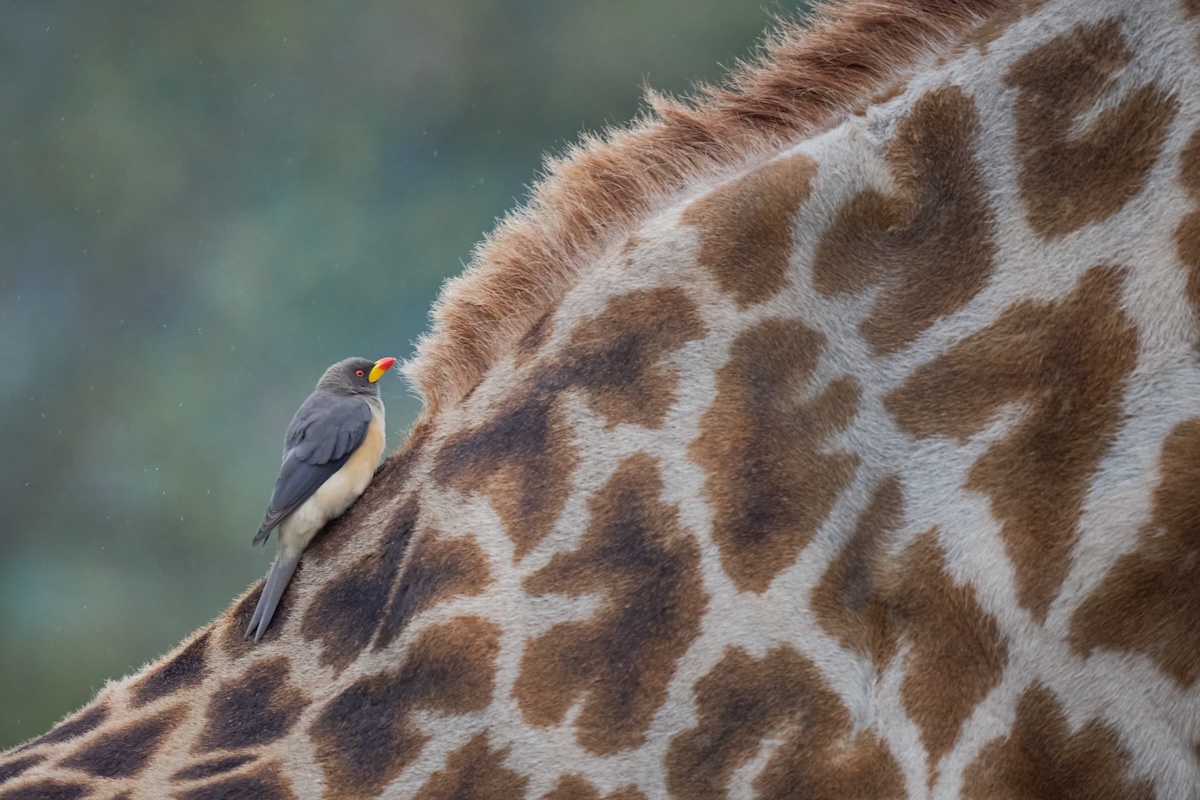 Maasai Mara photo safari, giraffe