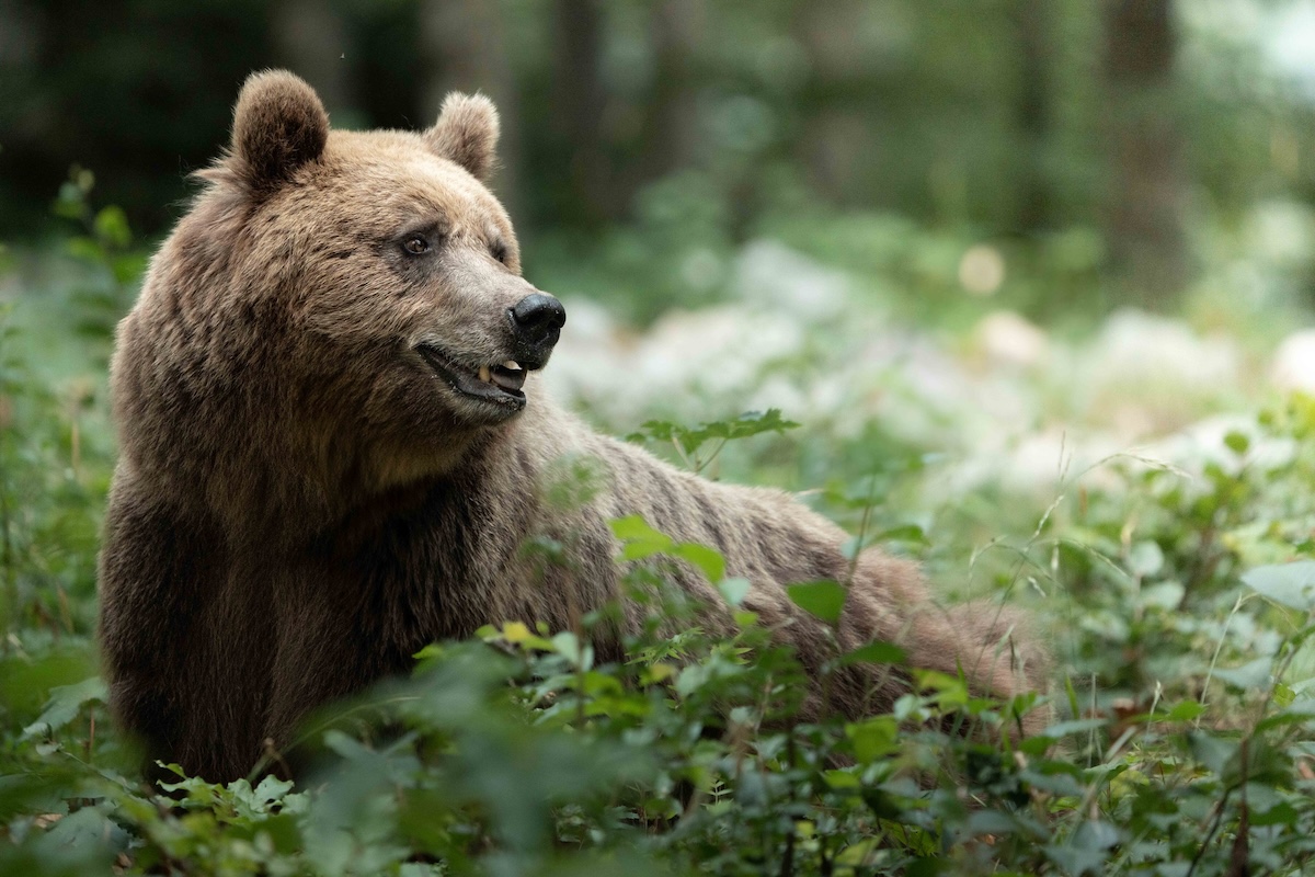 brown bear photography