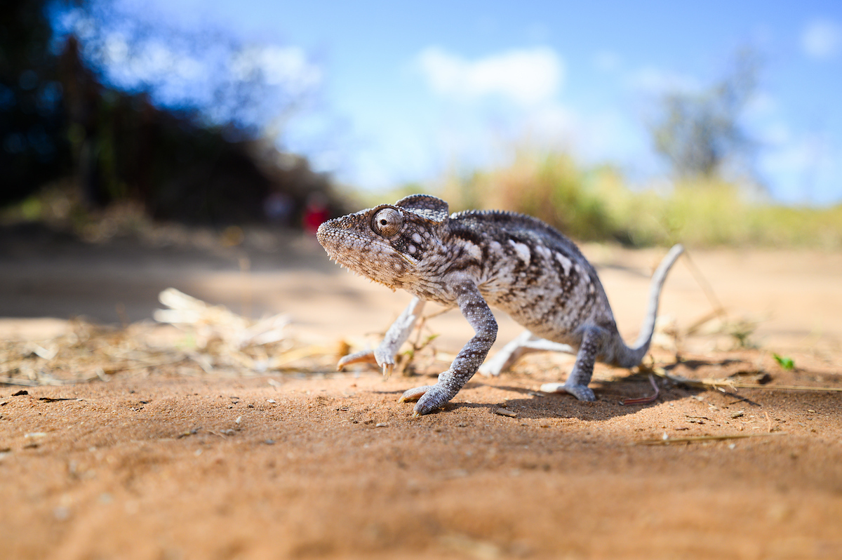 Chameleon in Madagascar