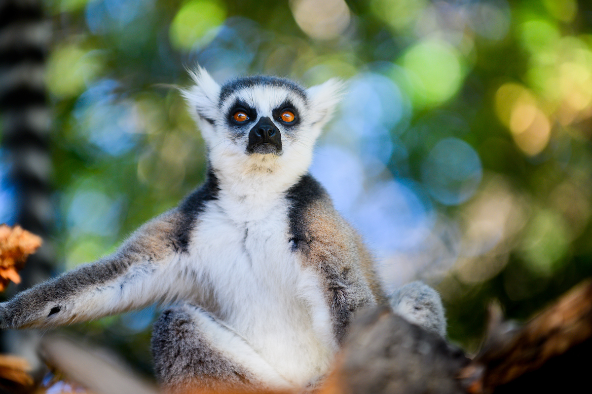 Lemur in Madagascar