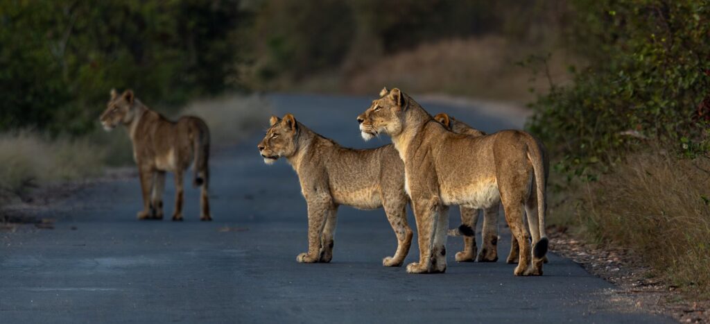 Wildlife Photography Internship, South Africa