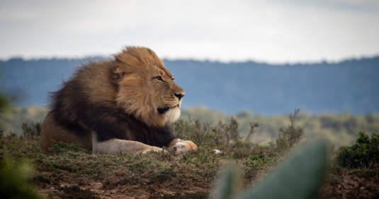 A majestic male lion with a full mane resting in golden grassland, captured during a Wildlife Photography Internship on a Penda Photo Tour.