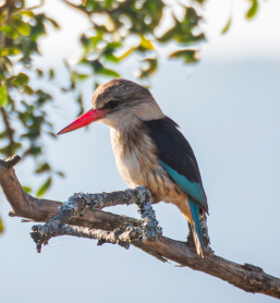 A striped kingfisher with a vivid red bill perched on a branch beneath green foliage, captured during a Wildlife Photography Internship on a Penda Photo Tour.
