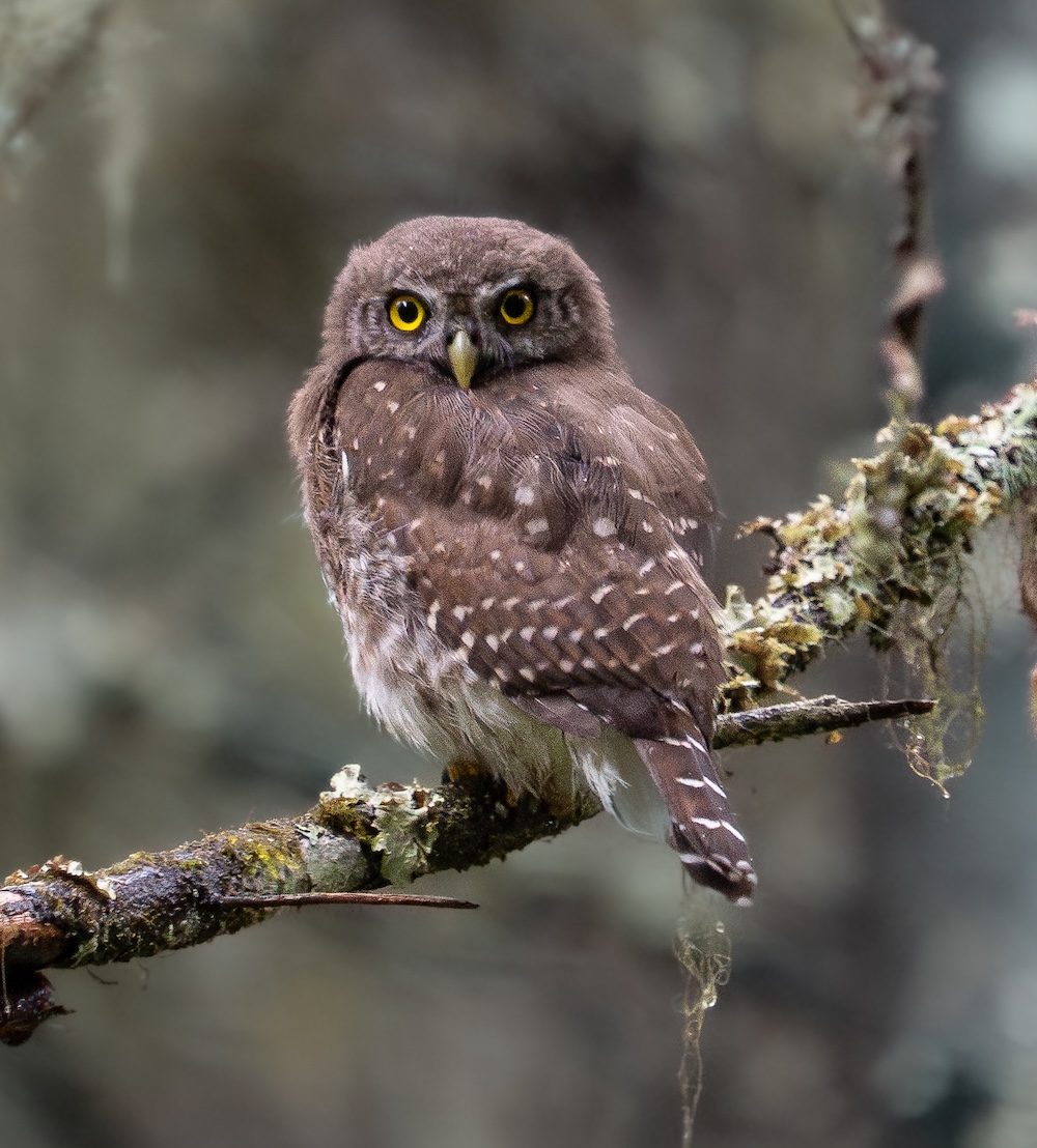 Estonia owl photography