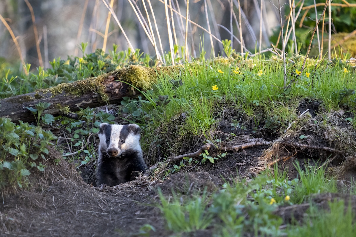 wildlife photography Estonia_3