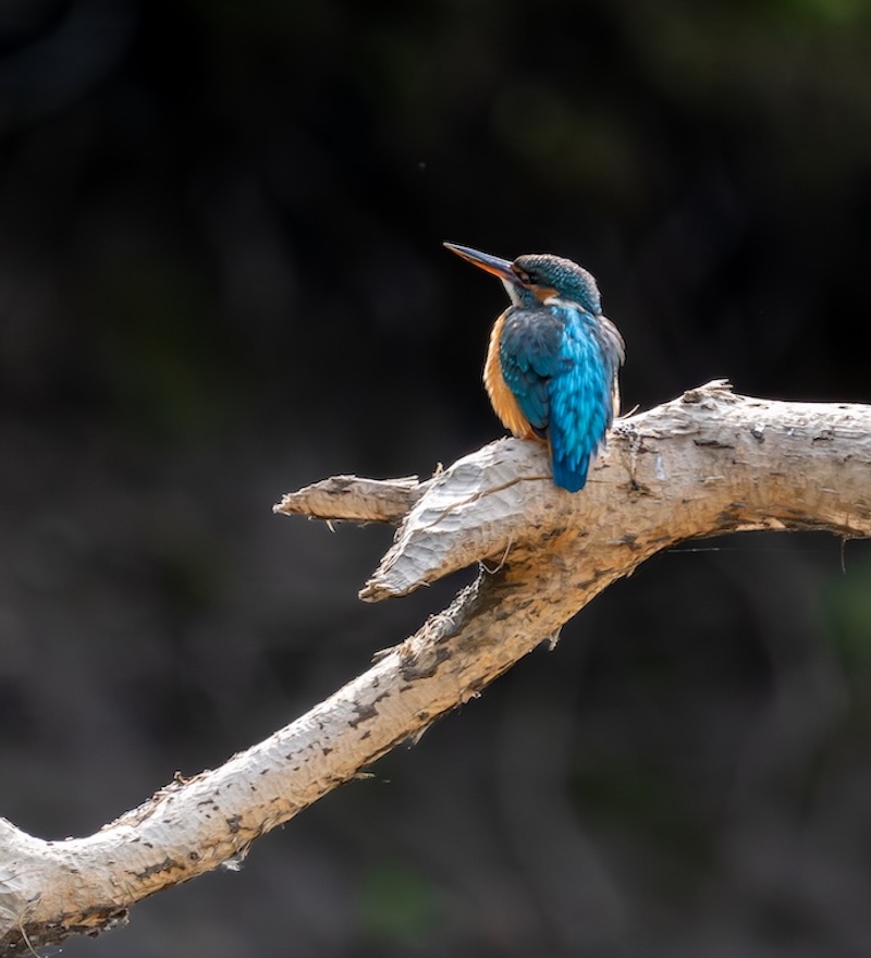 bird photography Estonia