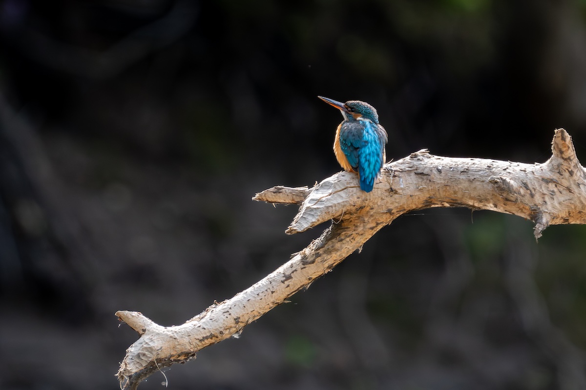bird photography Estonia_7