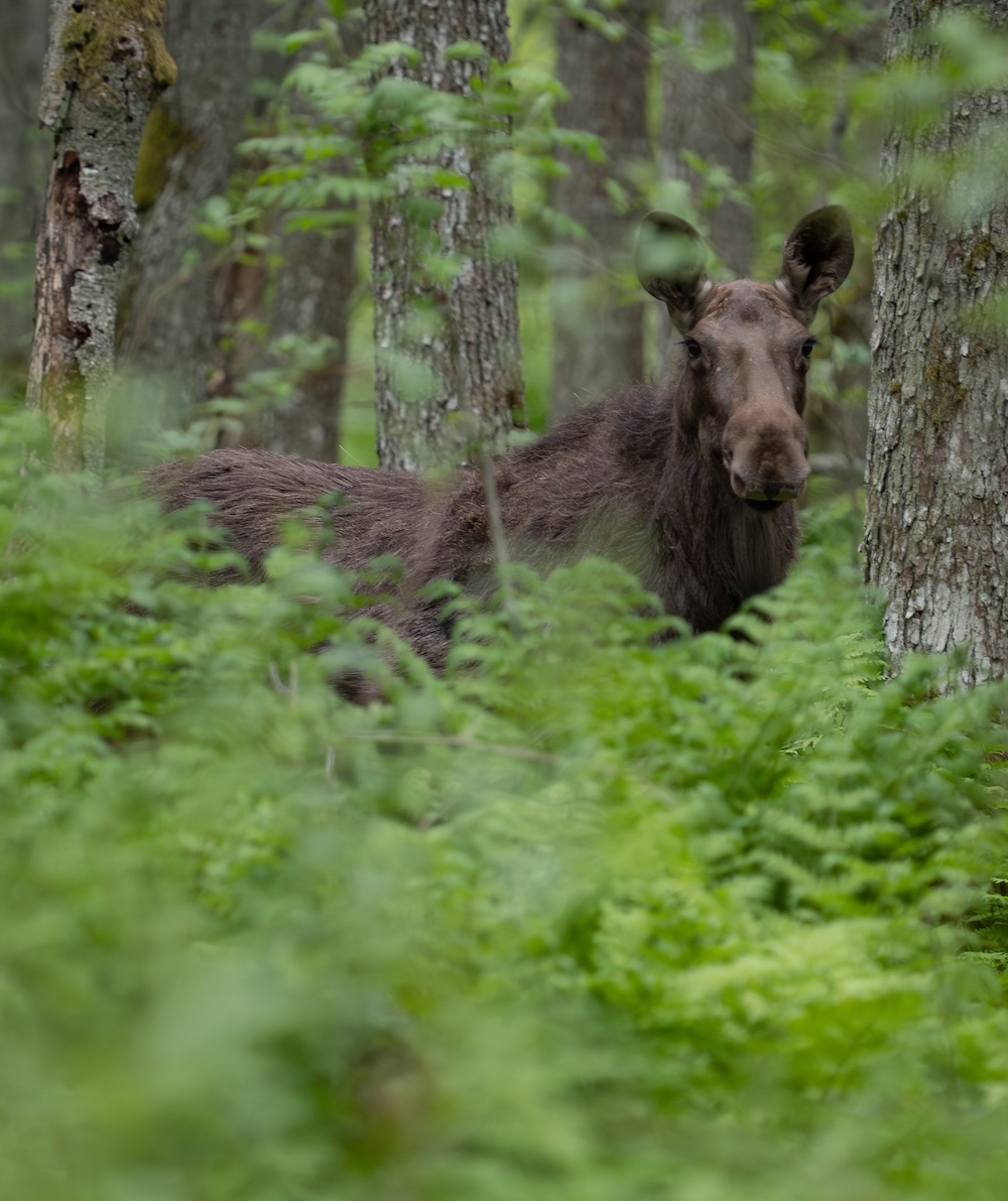 elk photography Estonia
